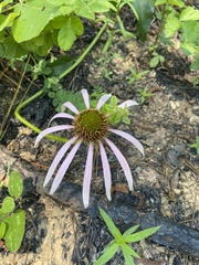 Echinacea laevigata