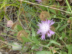 Centaurea pectinata