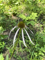 Echinacea laevigata