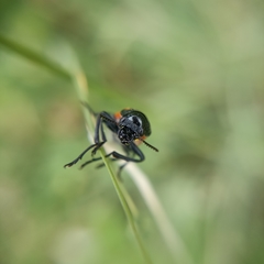 Labidostomis taxicornis