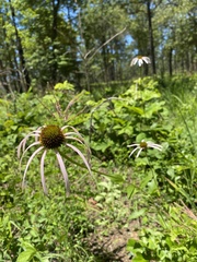 Echinacea laevigata