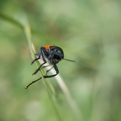 Labidostomis taxicornis