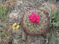 Pediocactus nigrispinus