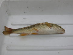 Squalius lucumonis