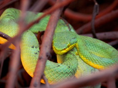 Craspedocephalus gramineus