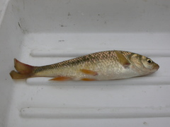 Squalius lucumonis