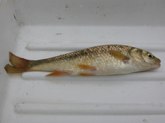 Squalius lucumonis
