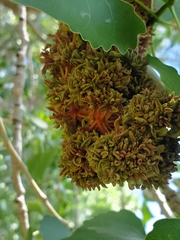 Eriophyes neoessigi