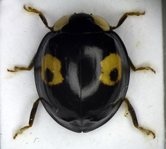 Harmonia axyridis