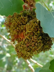 Eriophyes neoessigi