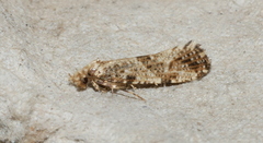 Morophaga choragella