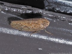 Paraphlepsius quadratus