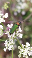 Anogcodes seladonius