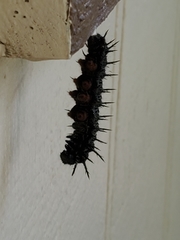 Nymphalis