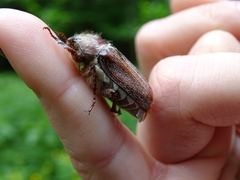 Melolontha hippocastani