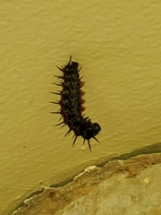Nymphalis