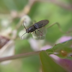 Hemicrepidius hirtus