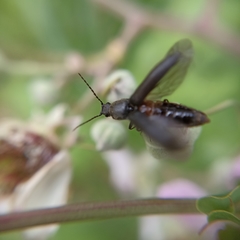 Hemicrepidius hirtus