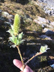 Salix lanata