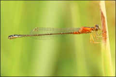 Ischnura pumilio