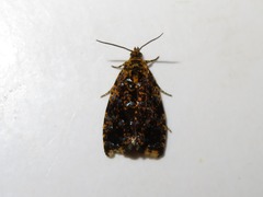 Celypha siderana