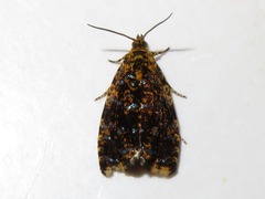 Celypha siderana