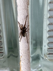 Kukulcania hibernalis