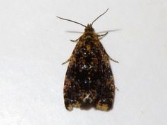 Celypha siderana