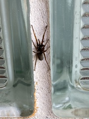 Kukulcania hibernalis