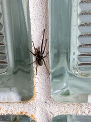 Kukulcania hibernalis