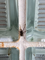 Kukulcania hibernalis