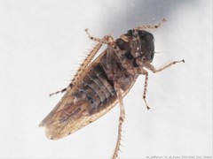 Paraphlepsius quadratus