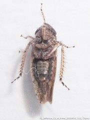 Paraphlepsius quadratus