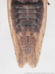 Paraphlepsius quadratus