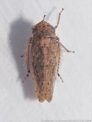 Paraphlepsius quadratus