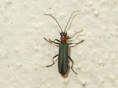 Oedemera croceicollis