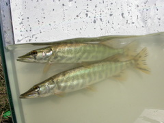 Esox cisalpinus