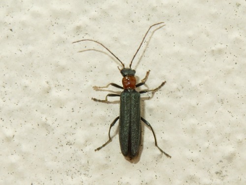 Oedemera croceicollis, photo 3 of 10