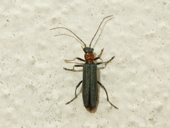 Oedemera croceicollis