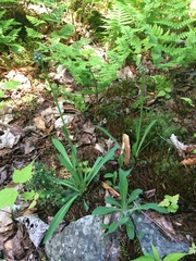 Pilosella flagellaris