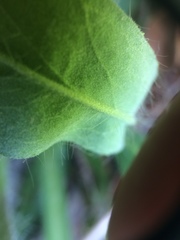 Pilosella flagellaris