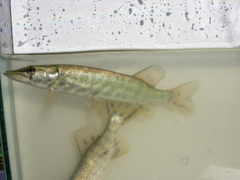 Esox cisalpinus