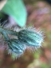 Pilosella flagellaris