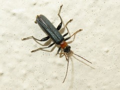 Oedemera croceicollis