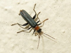 Oedemera croceicollis