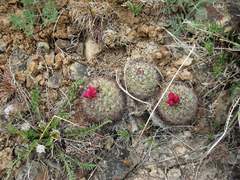 Pediocactus nigrispinus