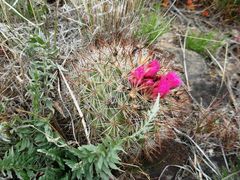 Pediocactus nigrispinus