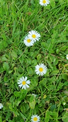 Bellis perennis