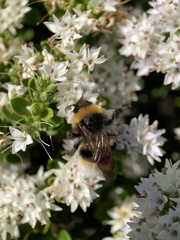 Bombus vestalis