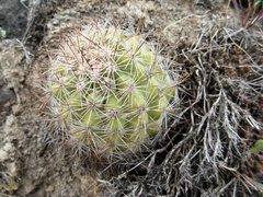 Pediocactus nigrispinus